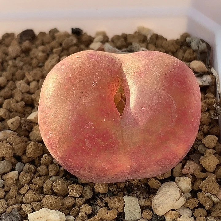 精品多肉植物精品多肉