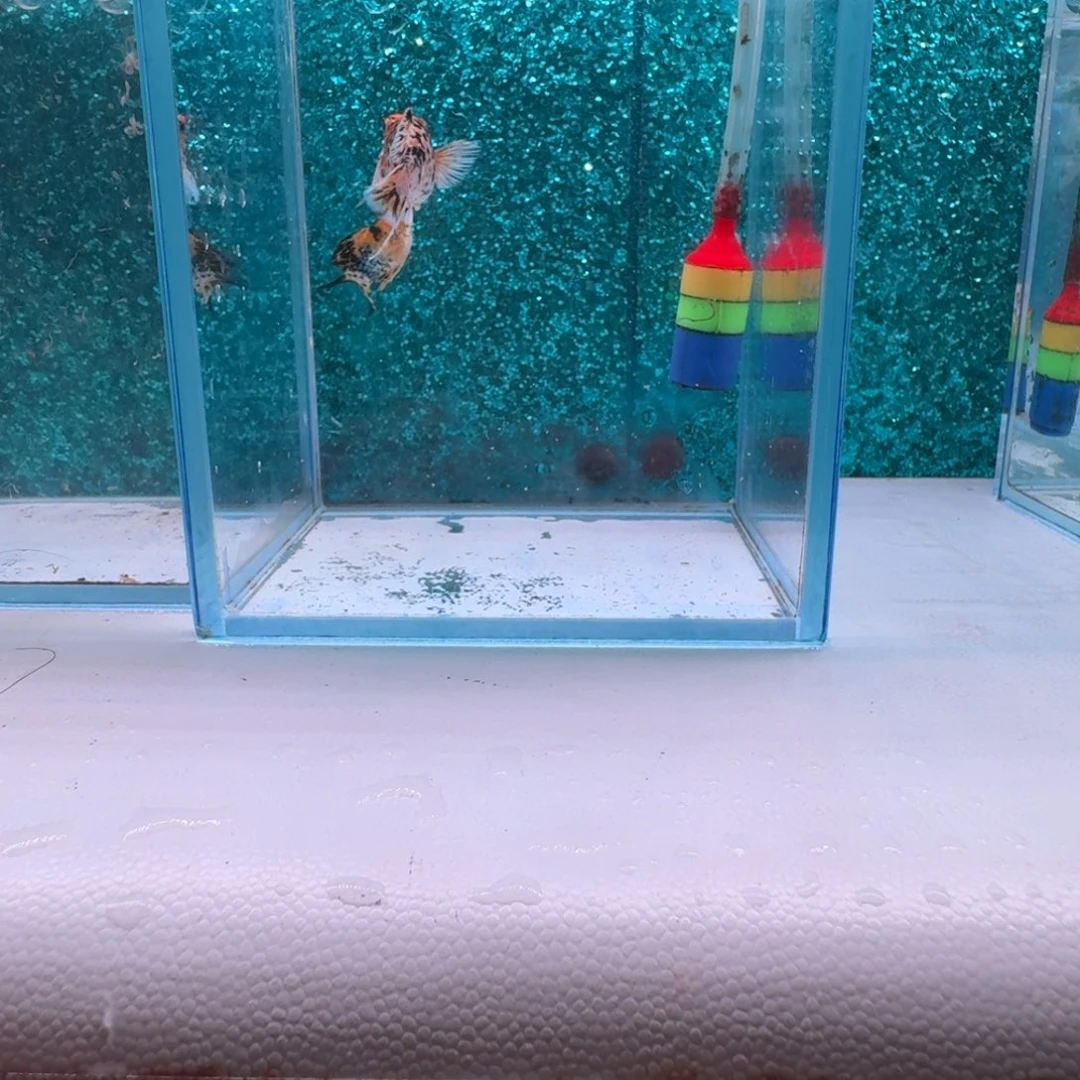 黑玛丽鱼853号玛丽2条