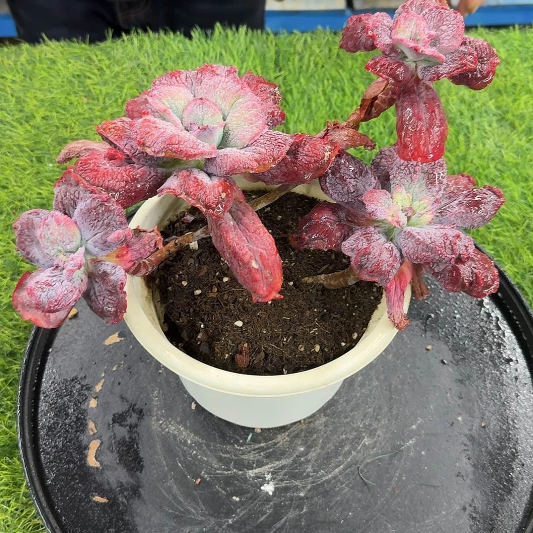 多肉植物多肉植物不带盆