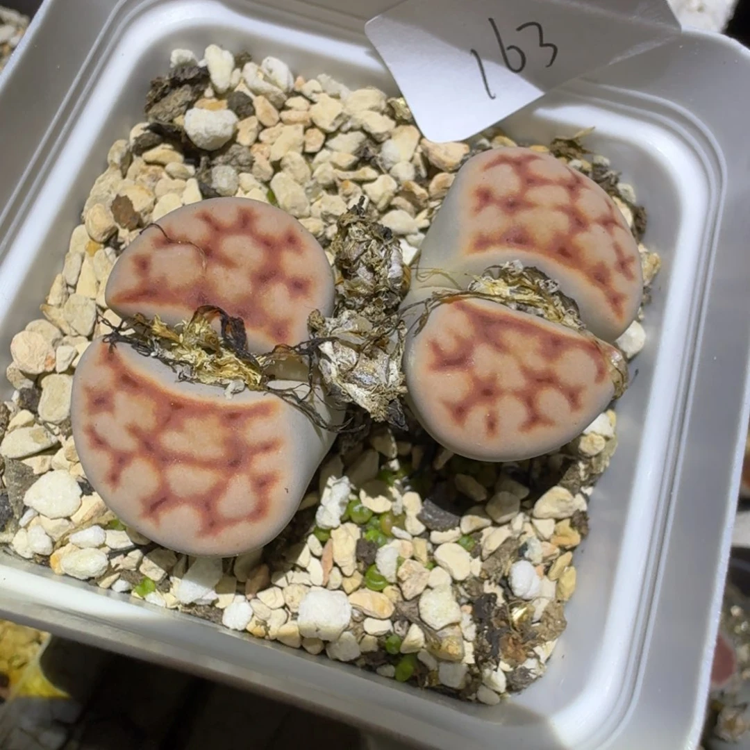 163多肉哈哈哈哈哈哈哈