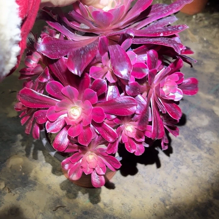 多肉法师植物链接24