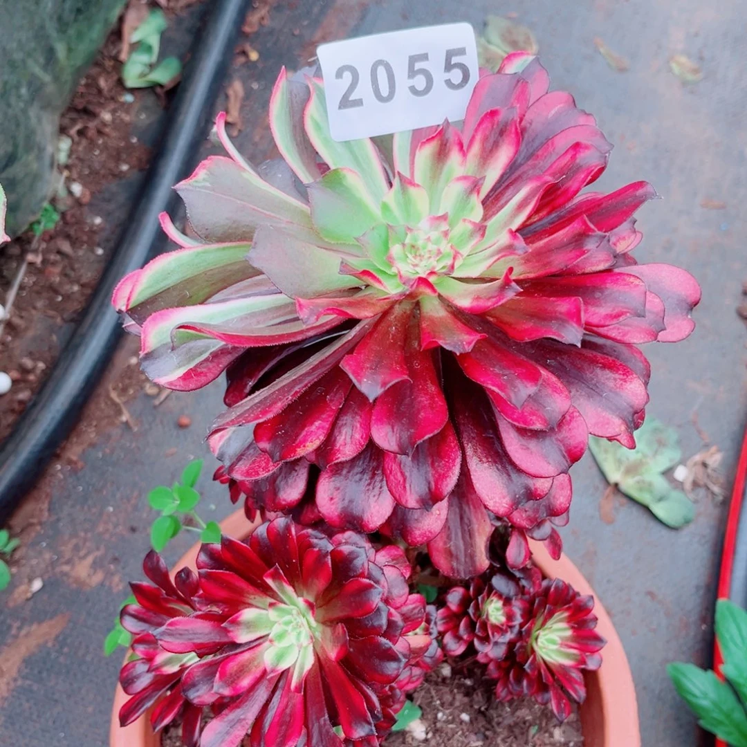 雨***火焰精灵特价多肉