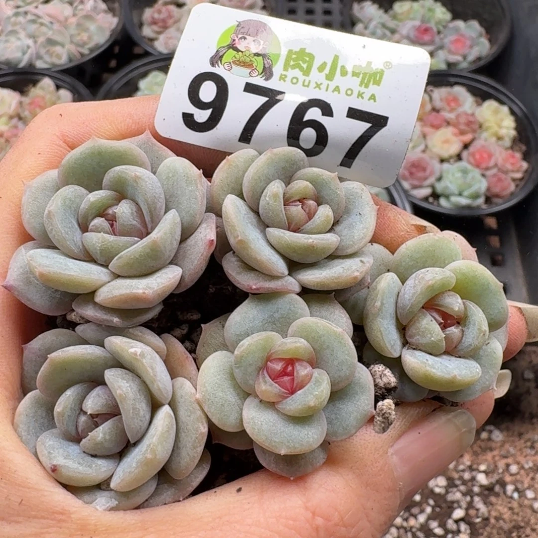 多肉植物多肉植物