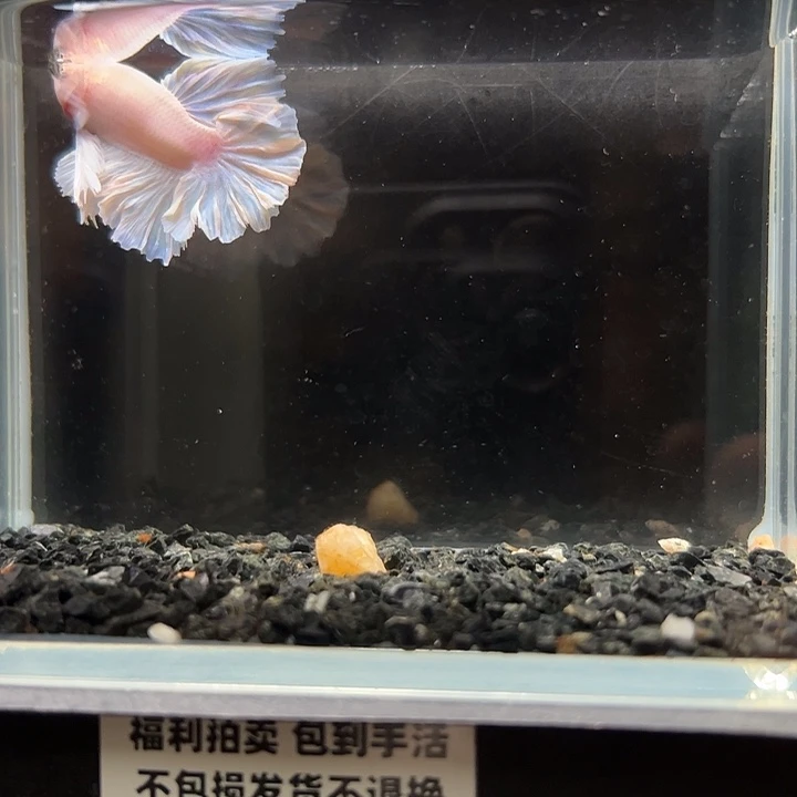 斗鱼竞拍跑单拉黑28日18