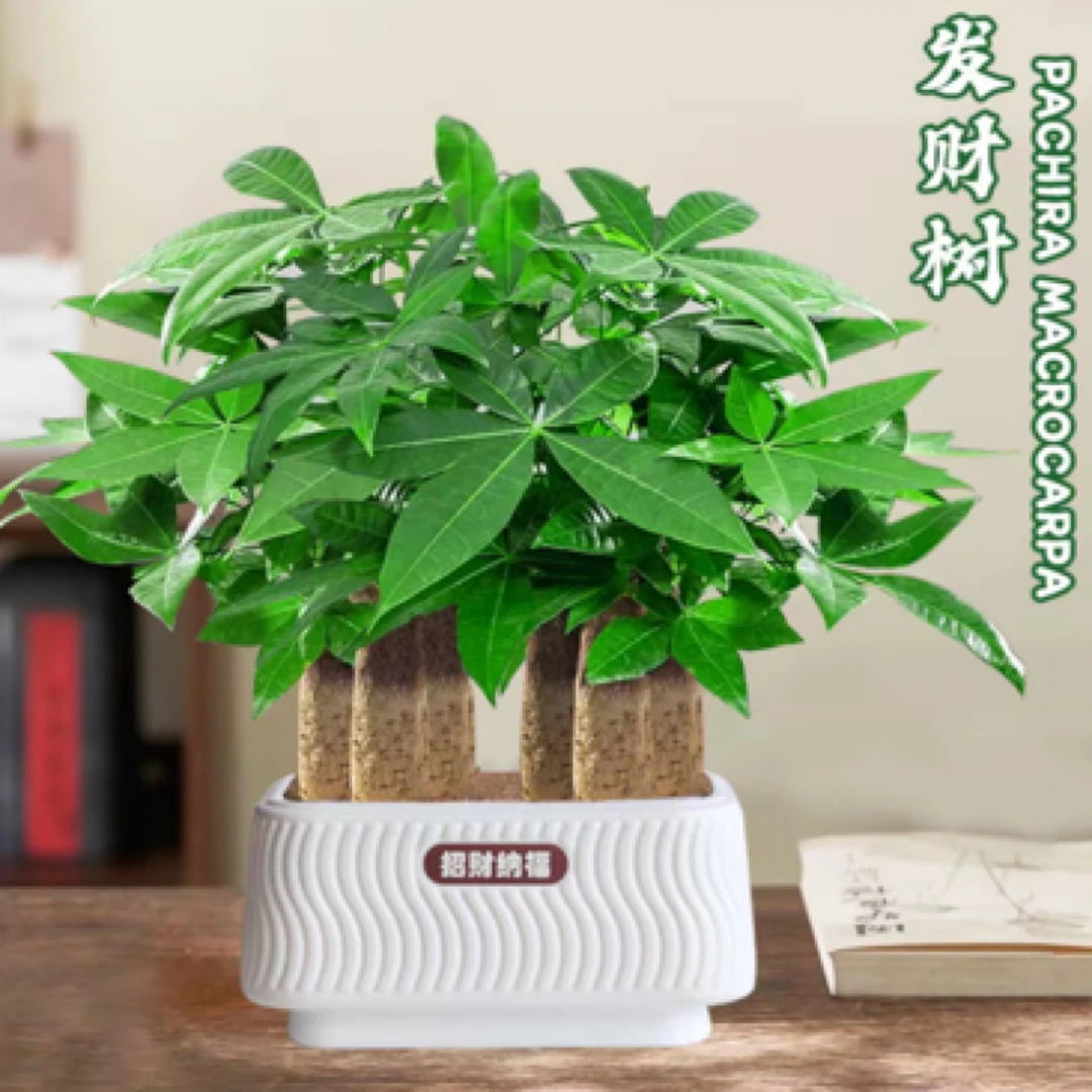 室内好养活的发财树盆栽四季常青适合客厅书房