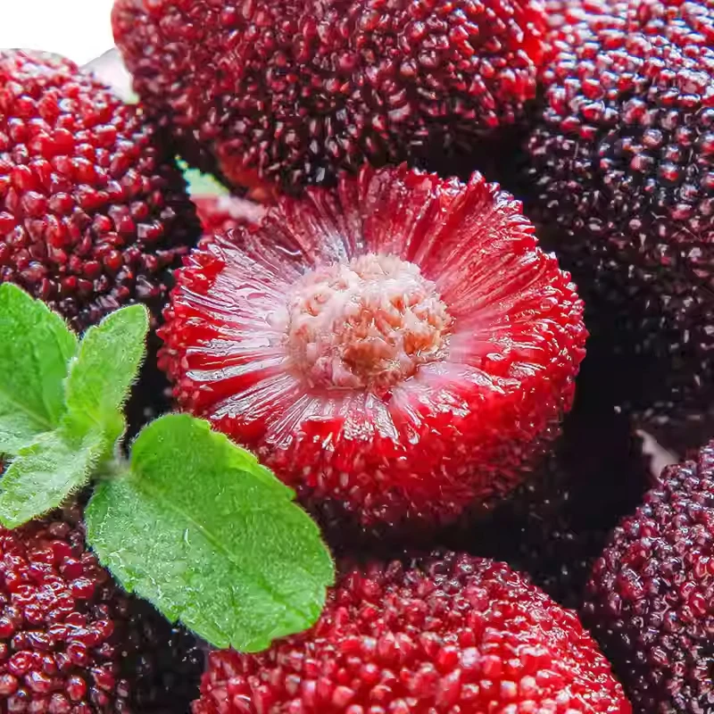 果苗哥【蜜软珠】软丝杨梅容器苗带土原盆原土生根成活仙居杨梅果苗