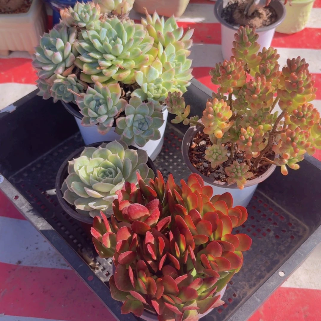 框拍一物一拍499