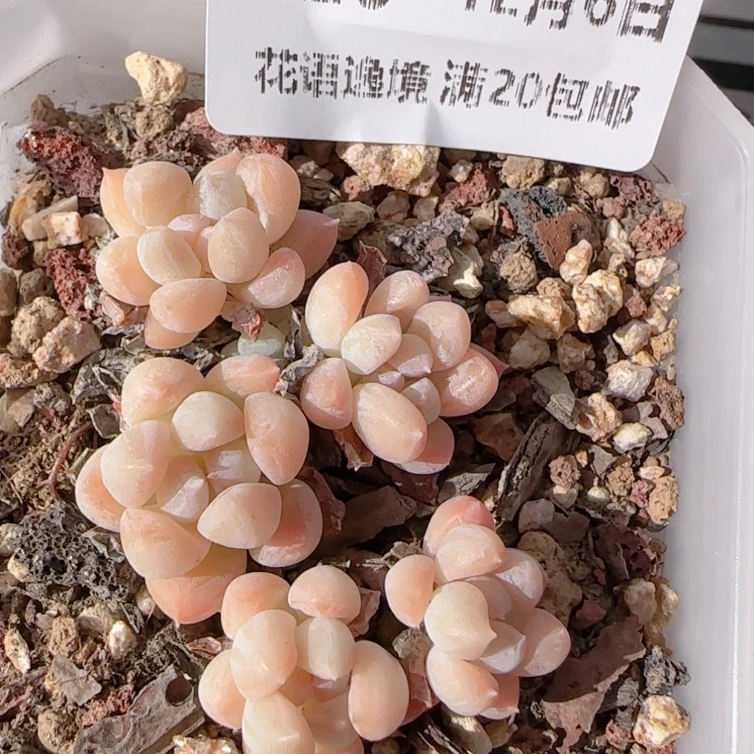 花语多肉1206-220海心