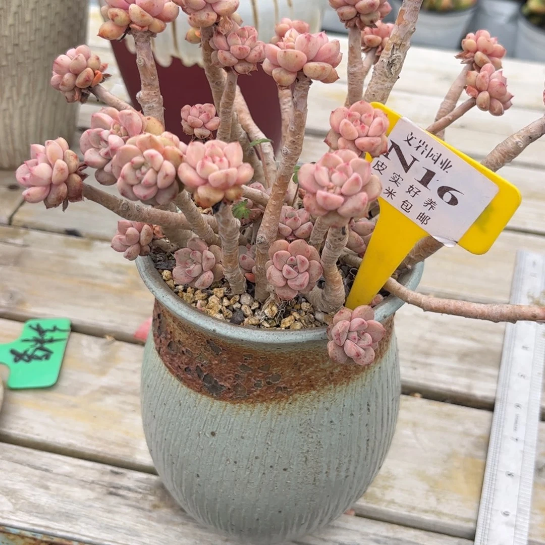 木**刻多肉植物1111111