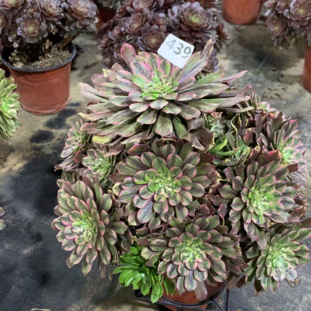 【闪购商品】439粉袋