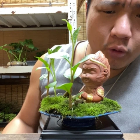 红陶一物一拍所见即所得302