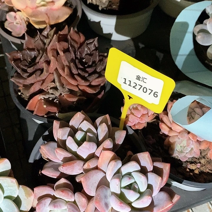 轻*福利多多。1127076