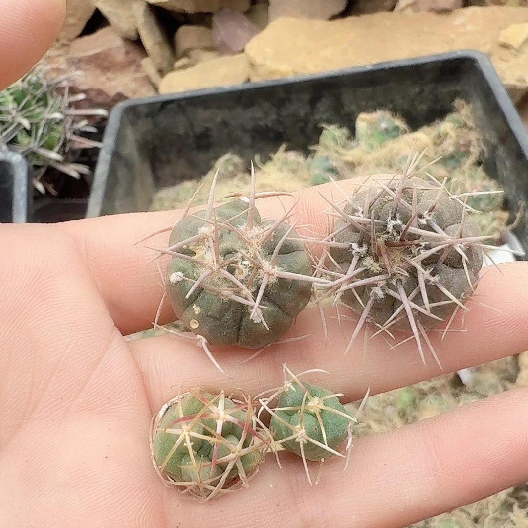 用***2实生仙人球三颗96一起