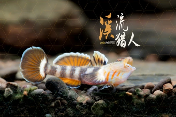 喉纹新红吻虾虎原生淡水小型虾虎鱼底层鱼