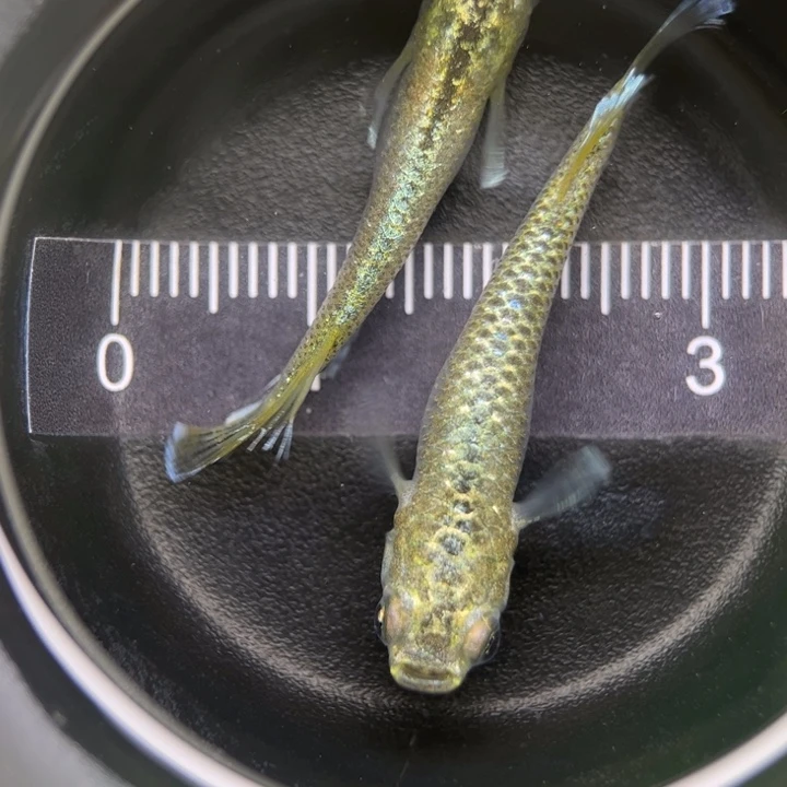 海水鱼加百列33号