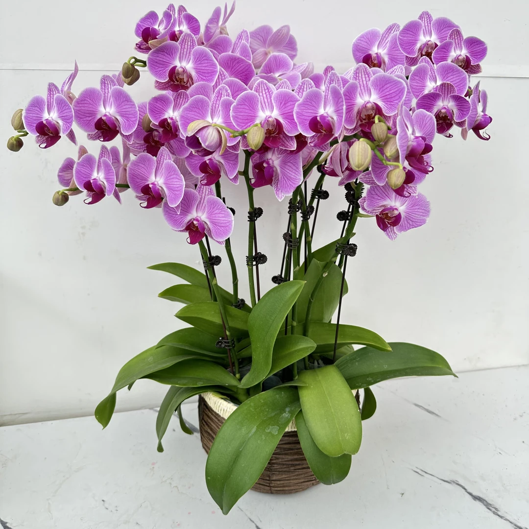 简馨优选【安妮】 蝴蝶花卉组盆艺术摆件客厅花艺优雅造型4-8