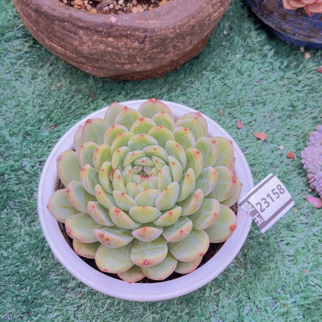 雪花珍妮多肉植物23158