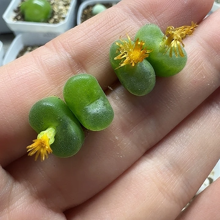 老马生石花双头水晶鞋2434
