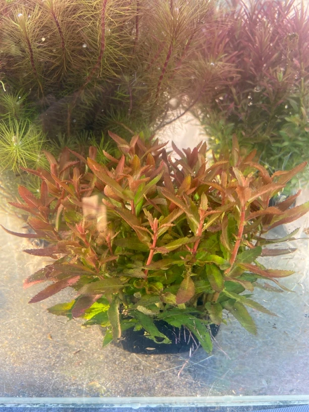 红雨伞大坨鱼缸水草增氧淡水鱼草适合懒人养殖