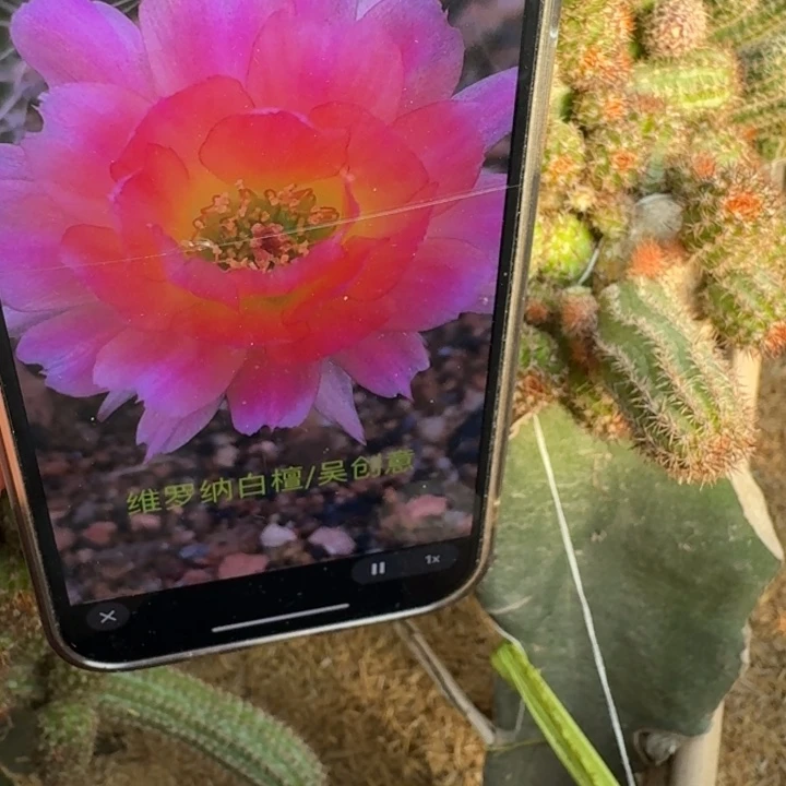 229白檀维罗娜无根侧牙小3个