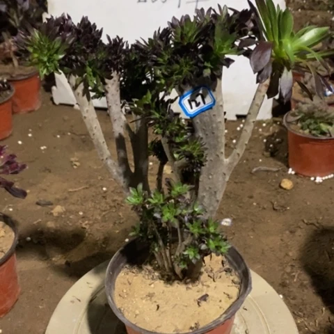 黑法师缀一物一拍