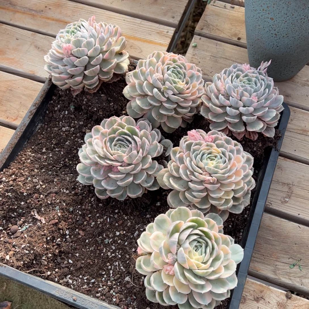 单头昂锦一颗美肉随机发