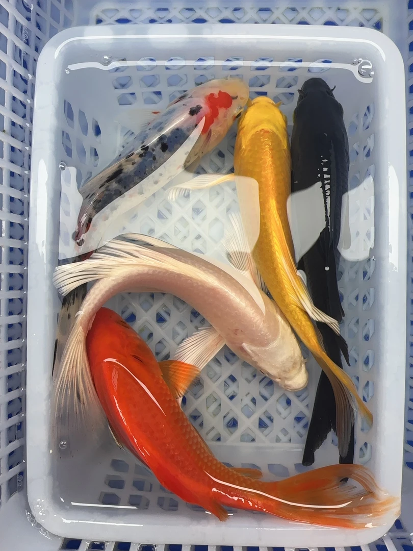 39号【1黄1白1黑1红1兰花13-15cm】冷水观赏鱼 包邮