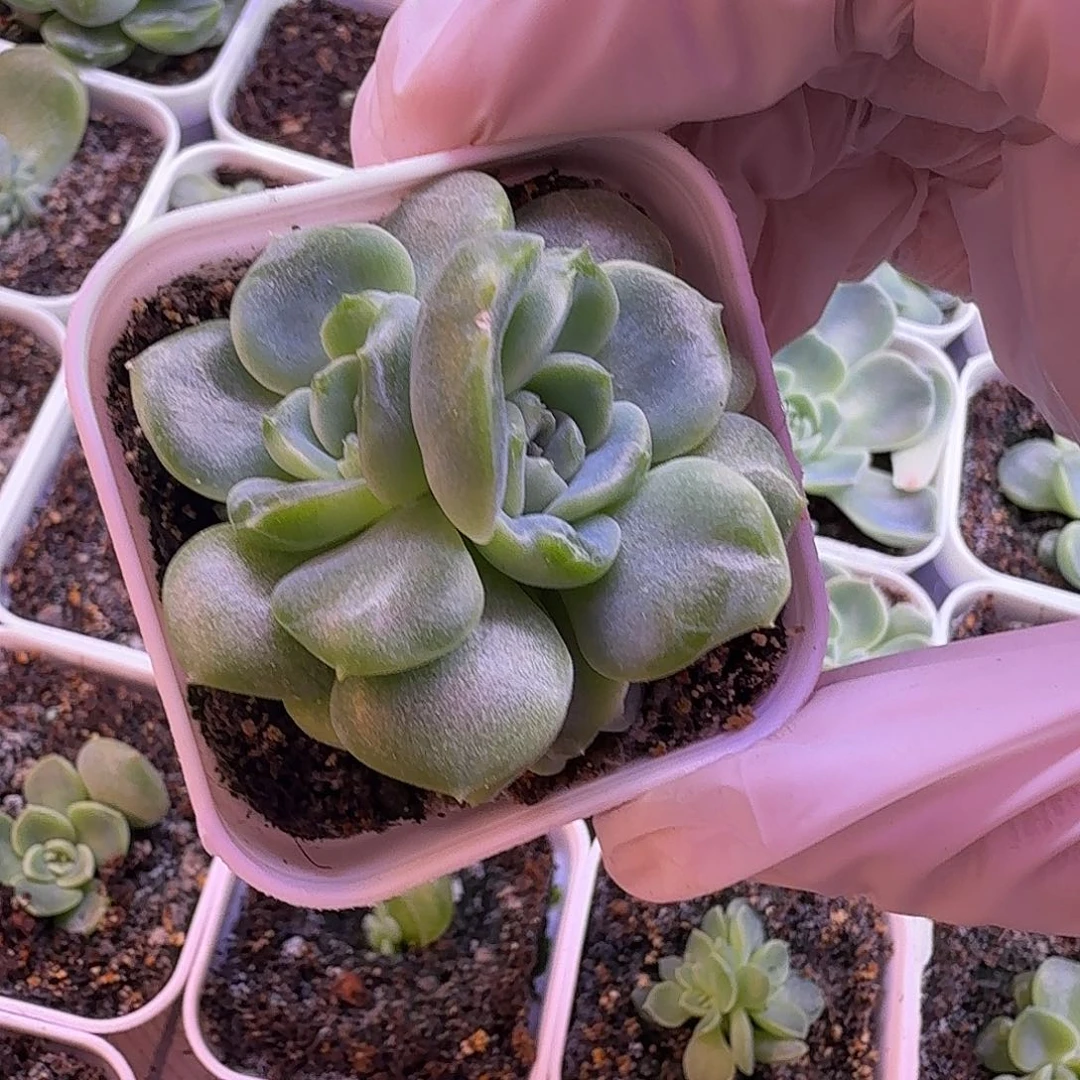 纸鸳叶插苗一物一拍