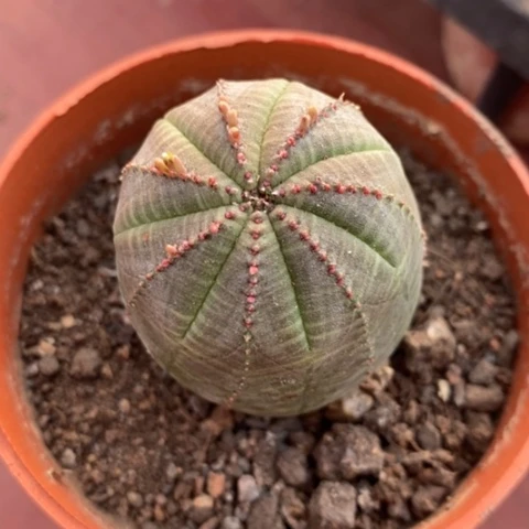 大布纹球单4仙人球