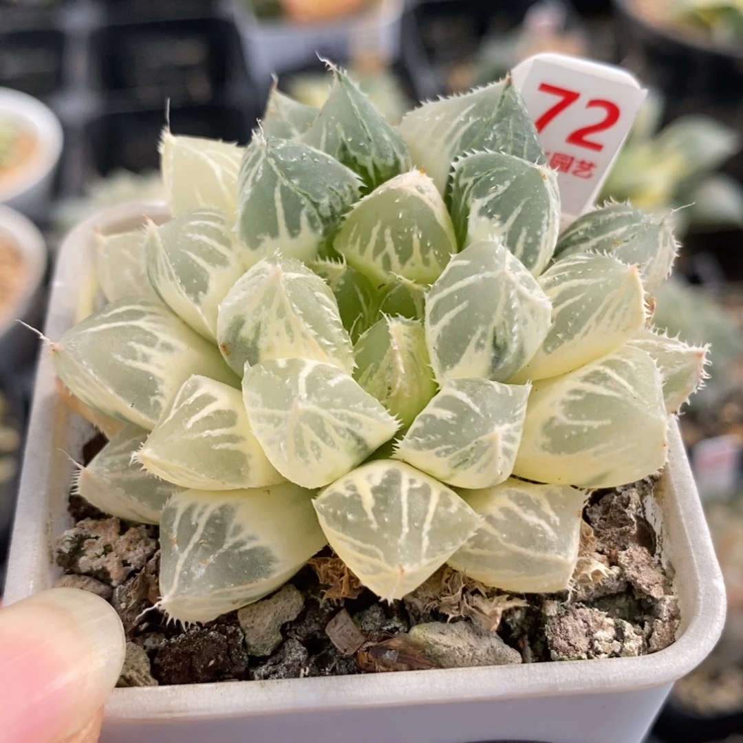 72大叶楼兰玉露锦糊斑