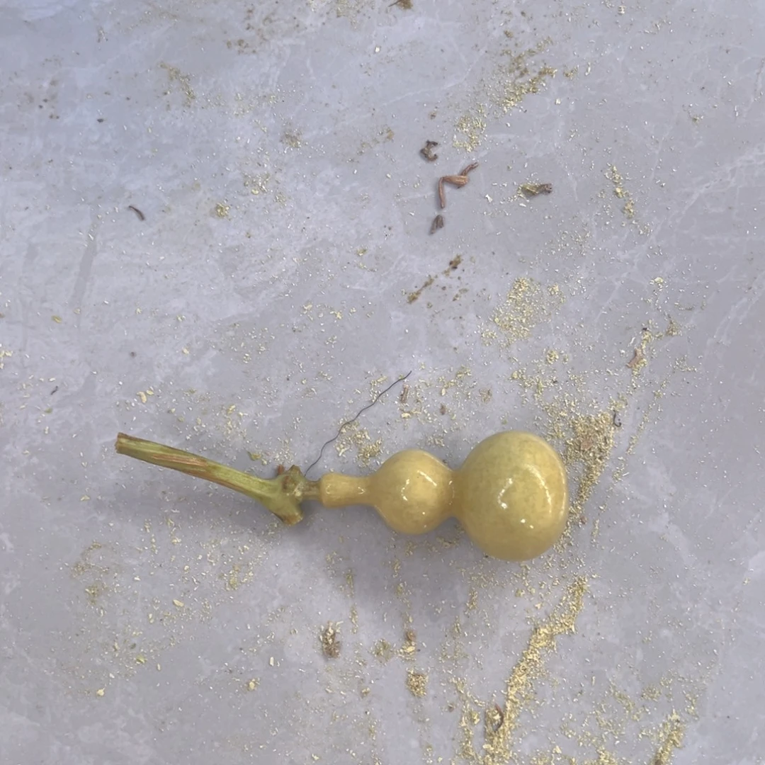 ****佑天津嘴儿葫芦葫芦