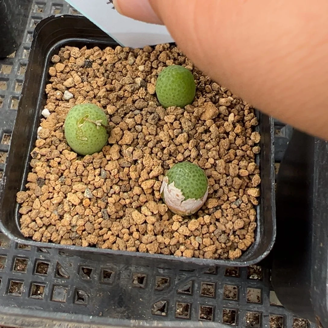 14-35玉米多肉植物