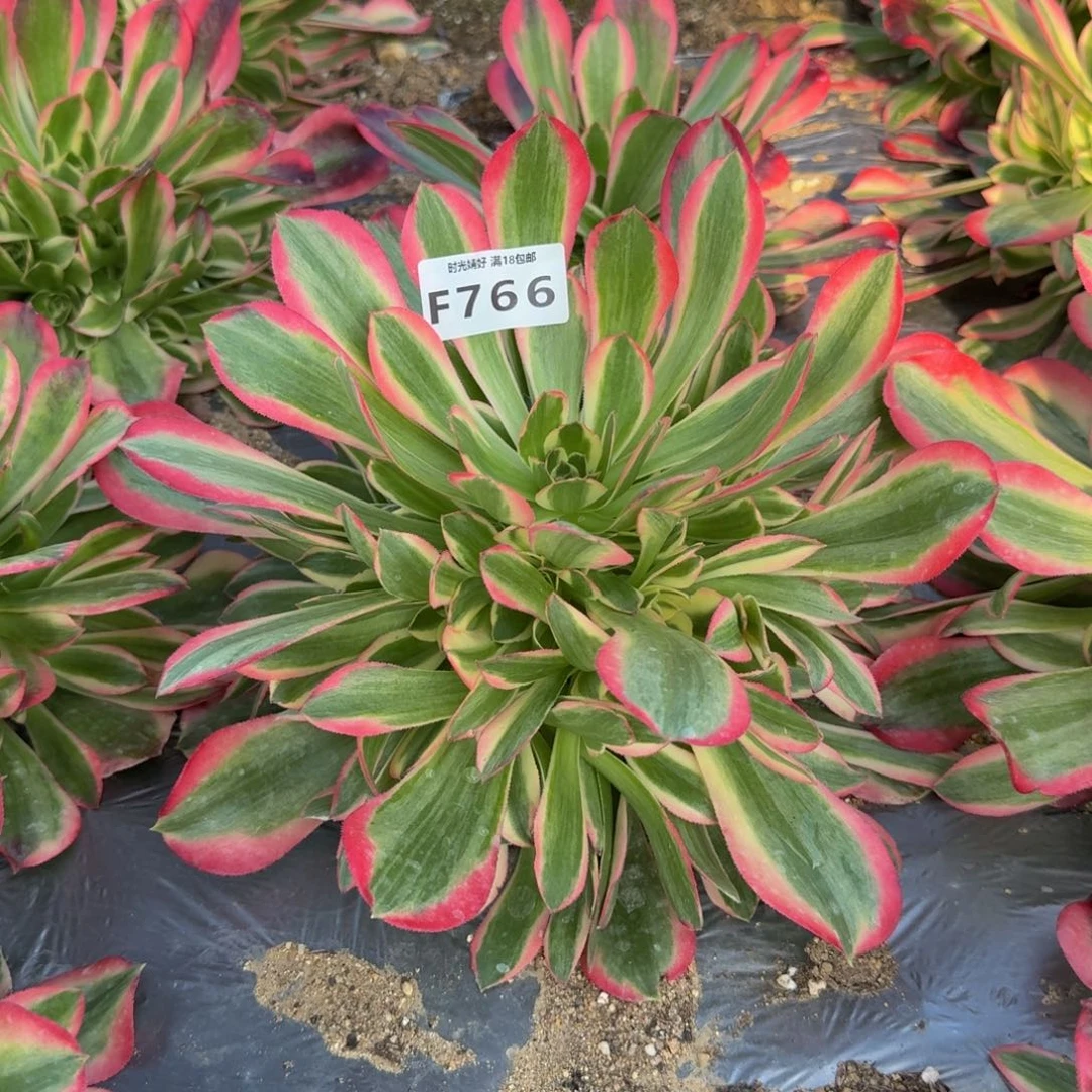 766妖月。多肉植物