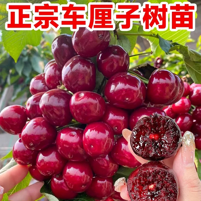 【现挖现发】正宗车厘子苗 嫁接车厘子树苗 南北方盆栽地栽樱桃苗.