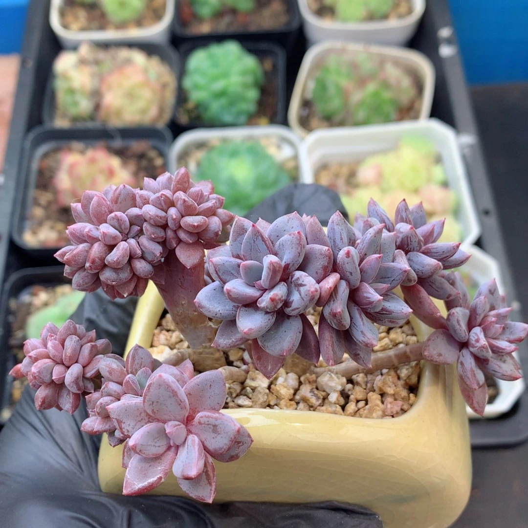 58包邮  群生不包整 巧克力129