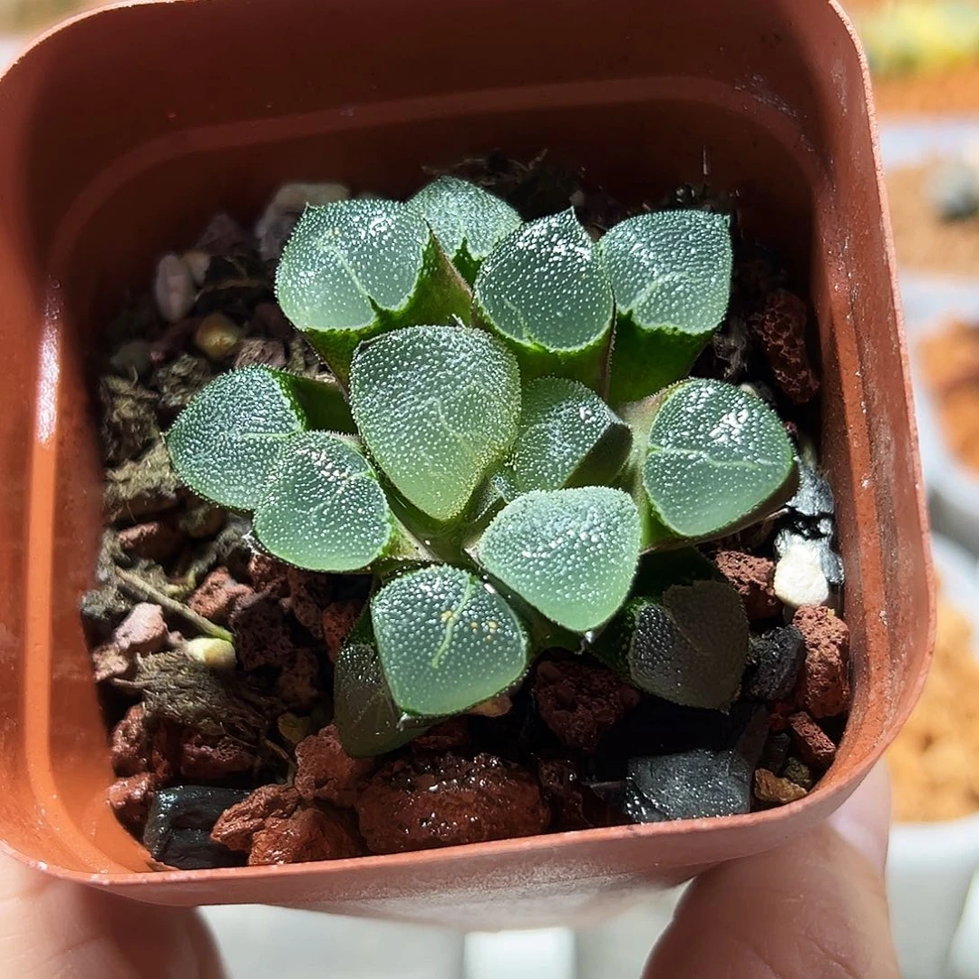 十二卷多肉翠贝寿