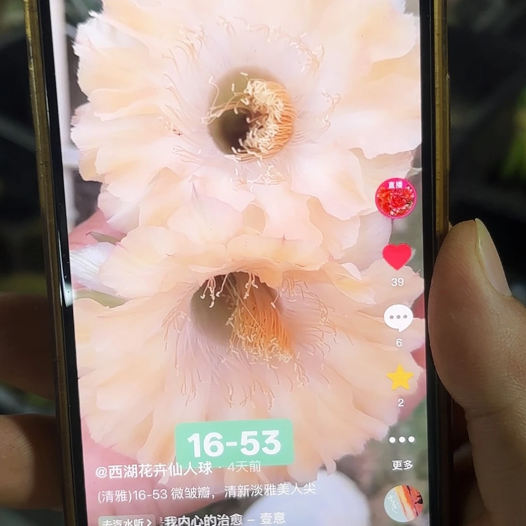16-53彩侧牙20包邮仙人球5