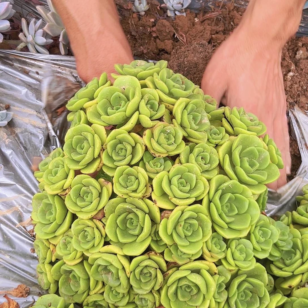 百合丽丽一颗默认轻微掉枝头介意勿拍