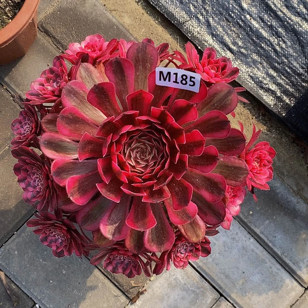 185白月光55555555