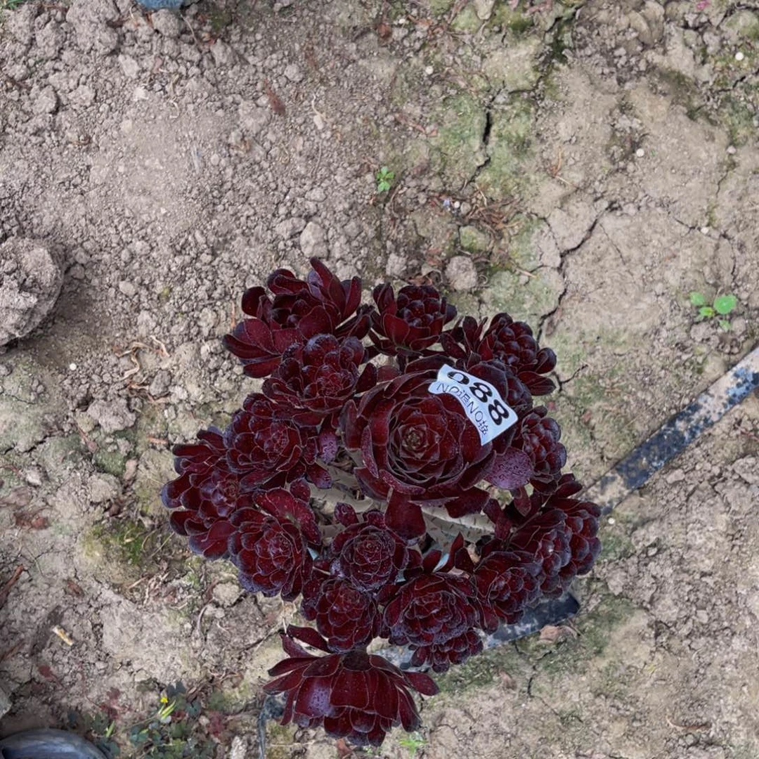 墨法师朵朵5-24，¥