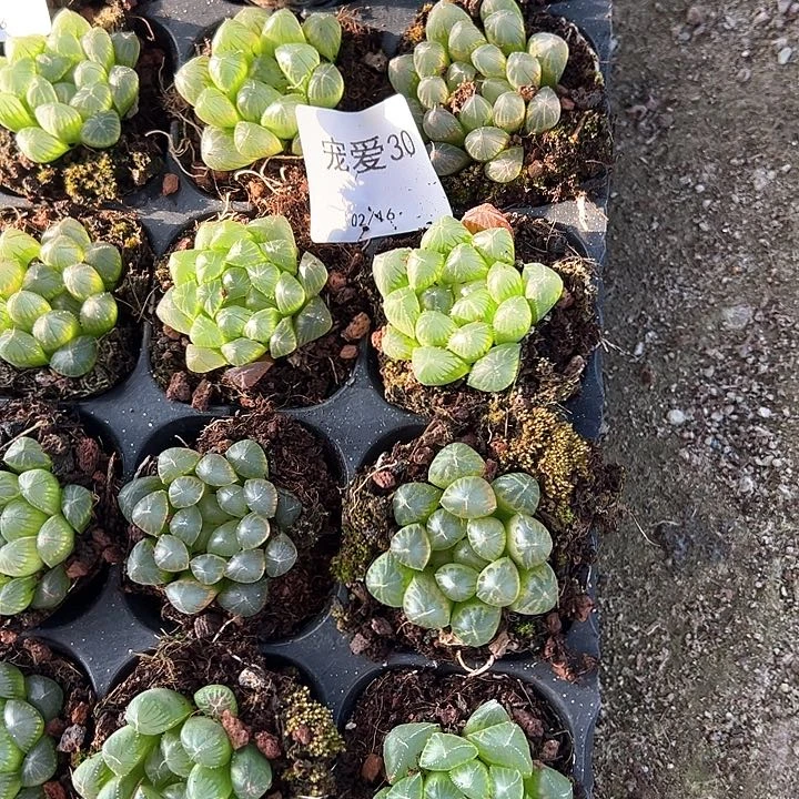 直播福利一物一拍30