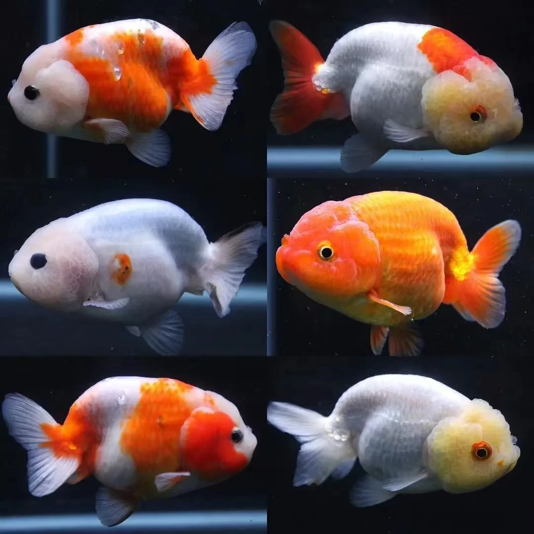 直播间2号链接金鱼精品兰寿苗，无开箱视频不售后