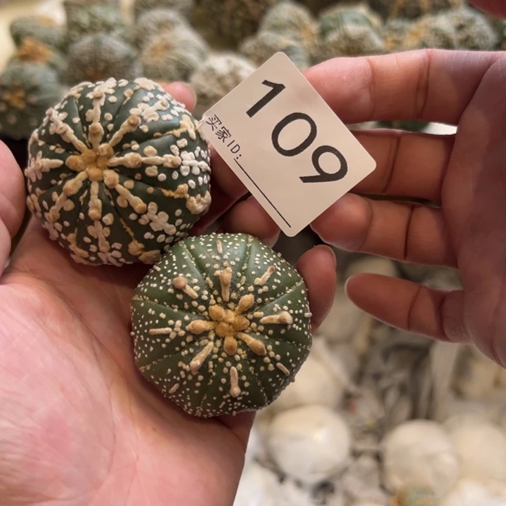 ****蕾兜星球仙人球109号球
