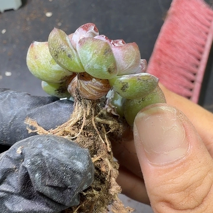 @***g53 号到手1筐一物拍