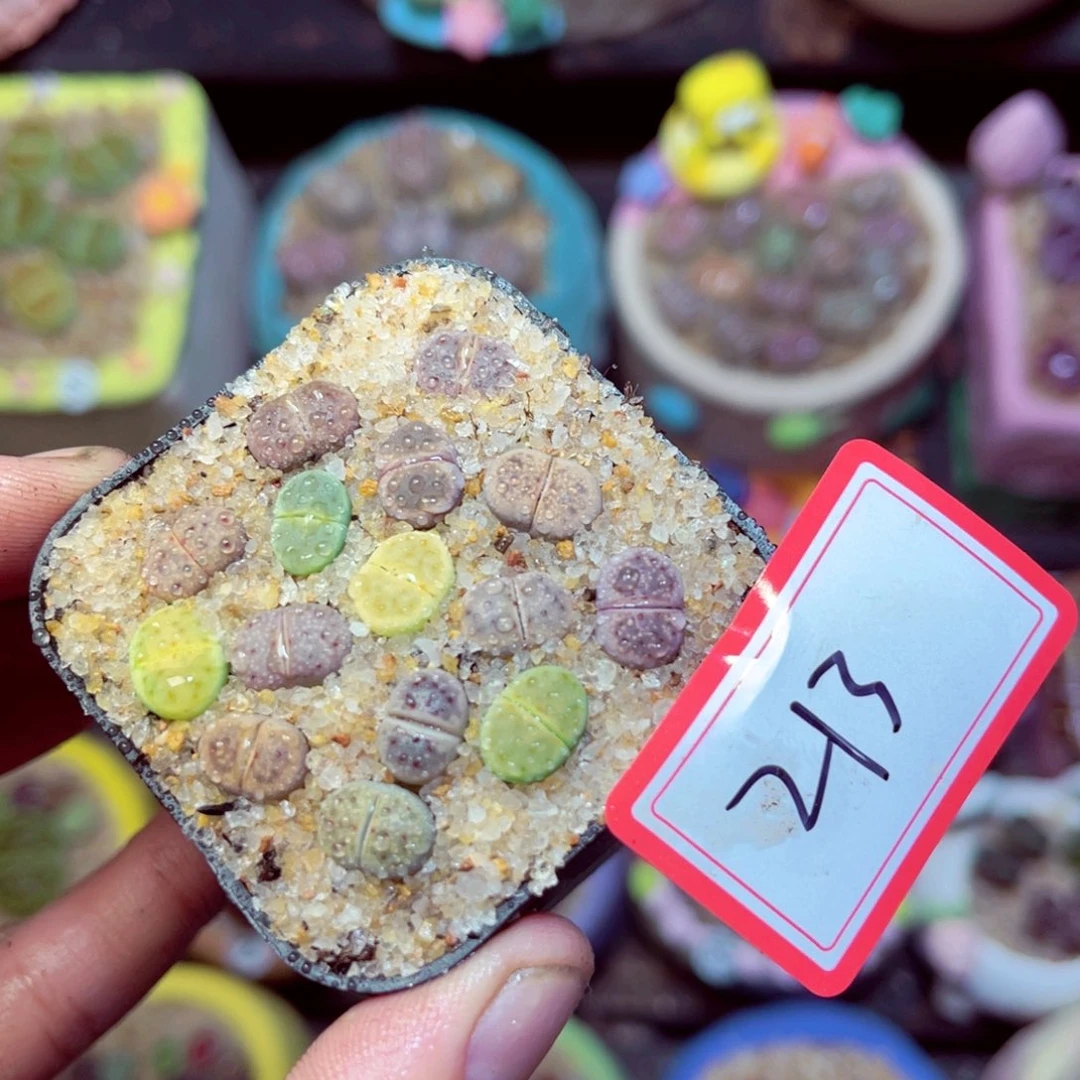 213生石花带盆发1