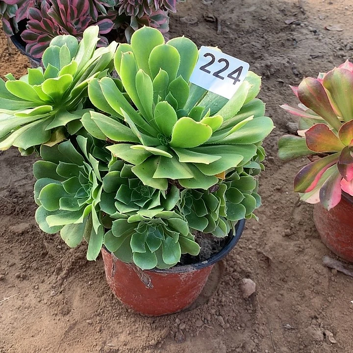 无花朵224绿杨蓉北