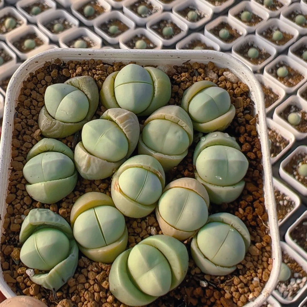 71多肉植物百科知识