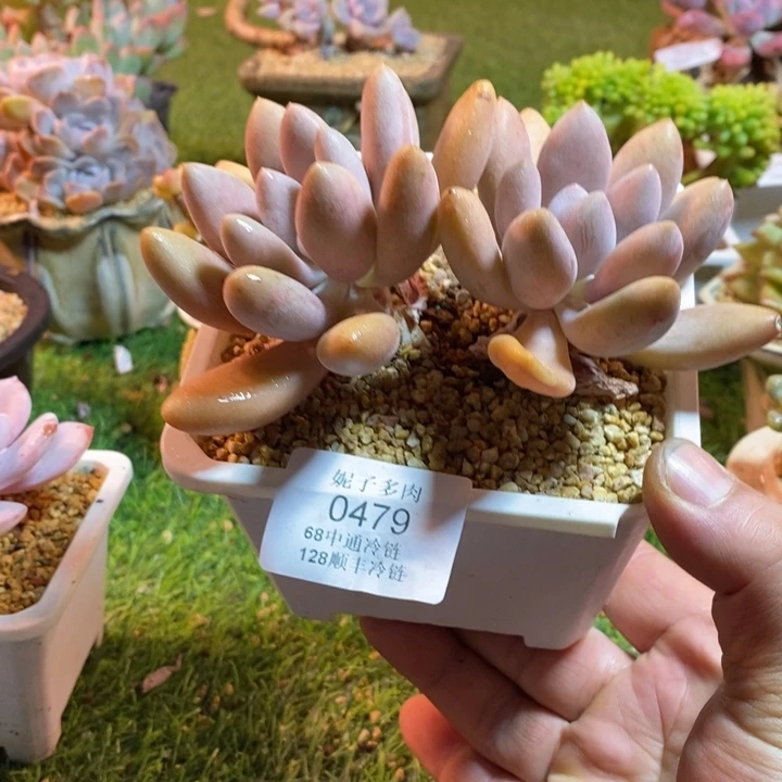 0479啊啊啊啊啊啊啊啊啊啊啊啊