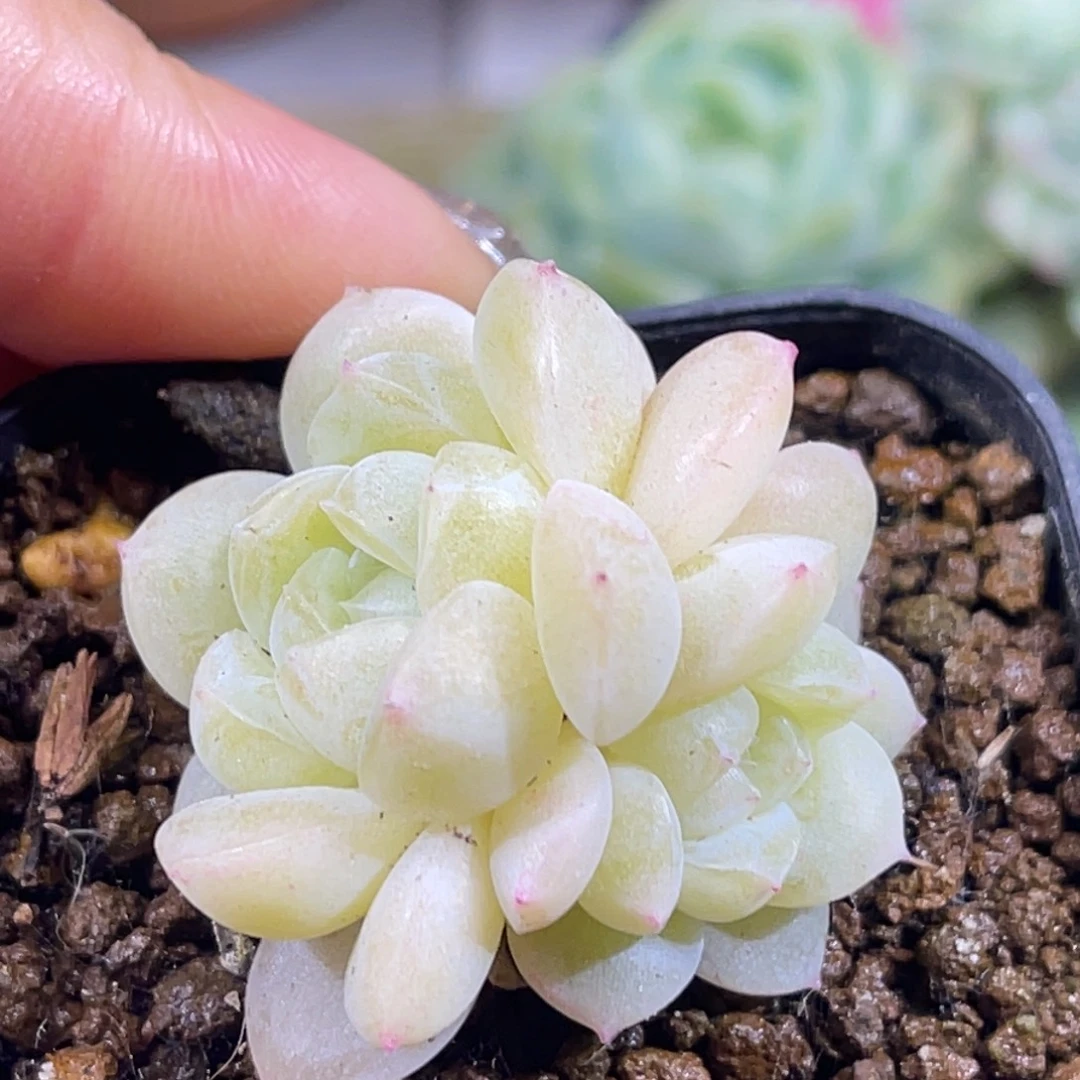 财富密码 新财 双头