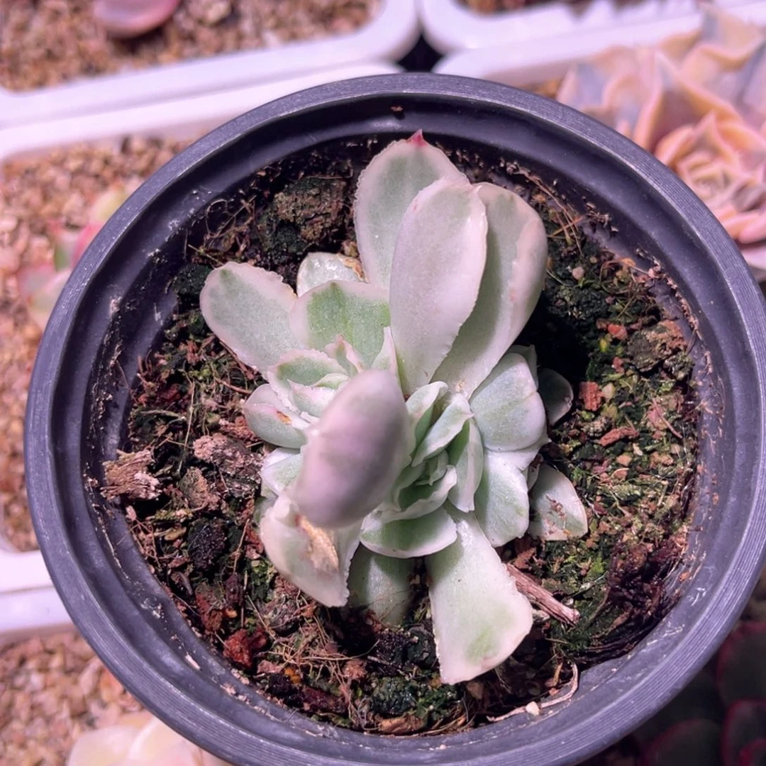 多肉特价紫蝴蝶锦底座